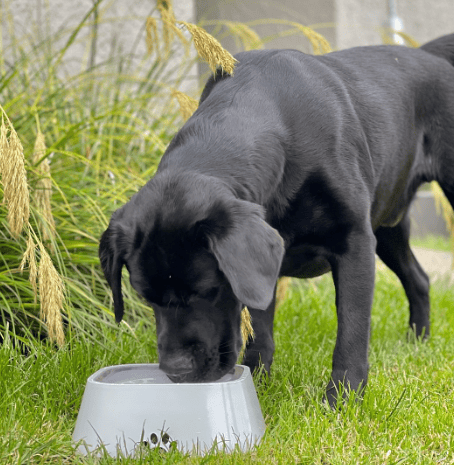 2023 Hot Sale🔥Pet Water Bowl Splash-proof Not Wet Mouth Can Be Car Anti-flip Waterer(49% OFF🎉)