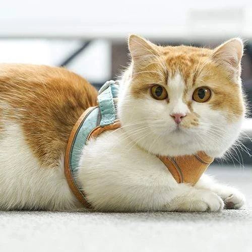 ⚡⚡Last Day Promotion 48% OFF - Luminous Cat Vest Harness and Leash Set(⚡⚡BUY 3 FREE SHIPPING)